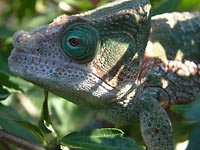 Fig. 8. This Globifer's Chameleon seeks out dappled shade