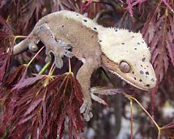 Fig. 17: same crested gecko in sunlight . Photo courtesy of Angi 