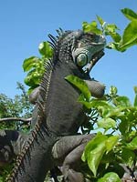 Fig.9. Green iguana turns his skin black, absorbing sunlight in Derbyshire, UK.  Photo courtesy of Steve Woodward