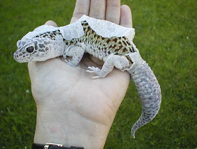 Fig. 2:  leopard gecko shedding entire skin