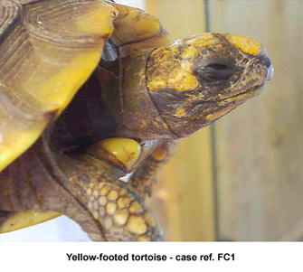 Fig. 2: photo-kerato-conjunctivitis - yellow-footed tortoise