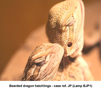 Fig. 1. Photo-kerato-conjunctivitis - bearded dragons